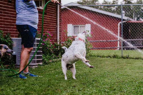 a dog jumping up into the air to catch a frisbee