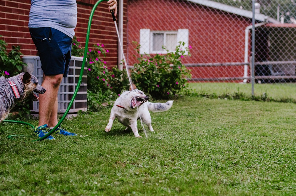 two dogs playing with a hose in a yard