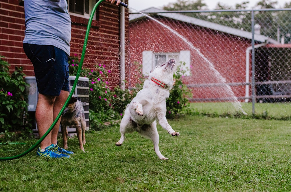 a dog jumping in the air to catch a frisbee