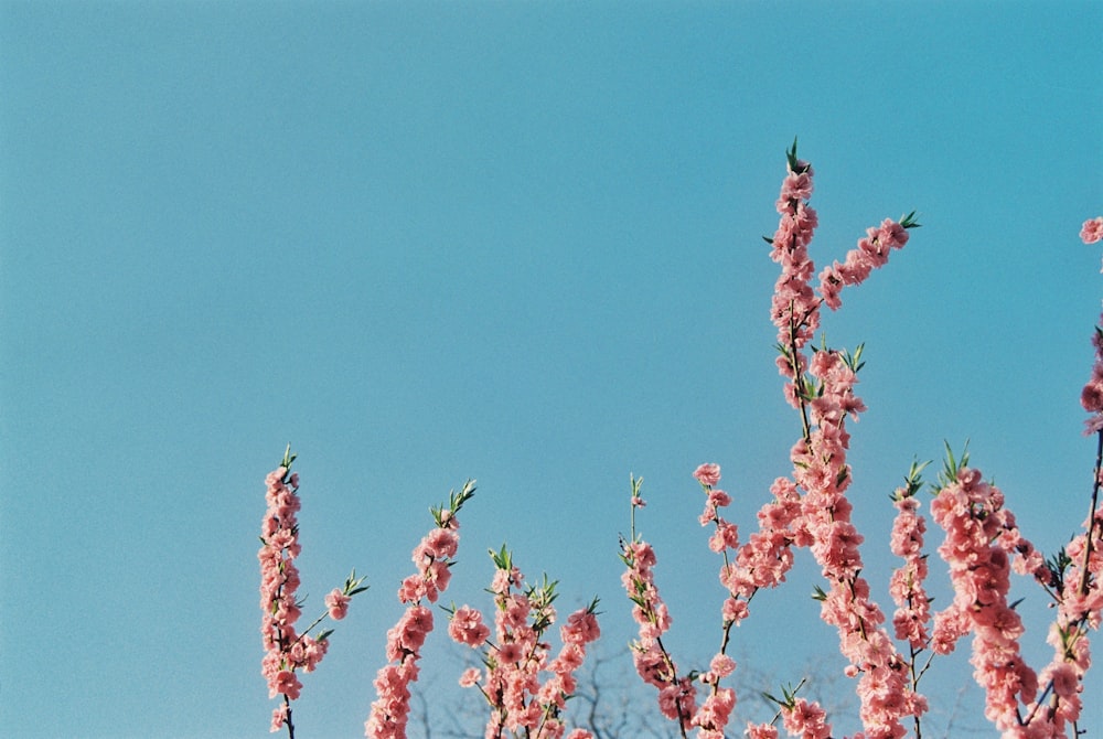 a bird sitting on a branch of a blossoming tree