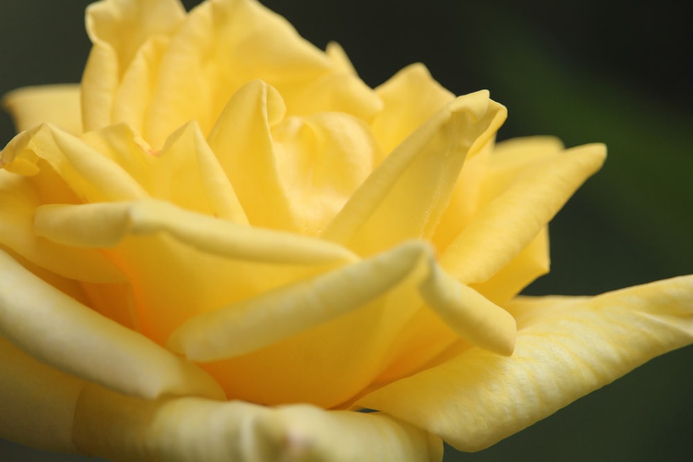 a close up of a yellow flower with a green background