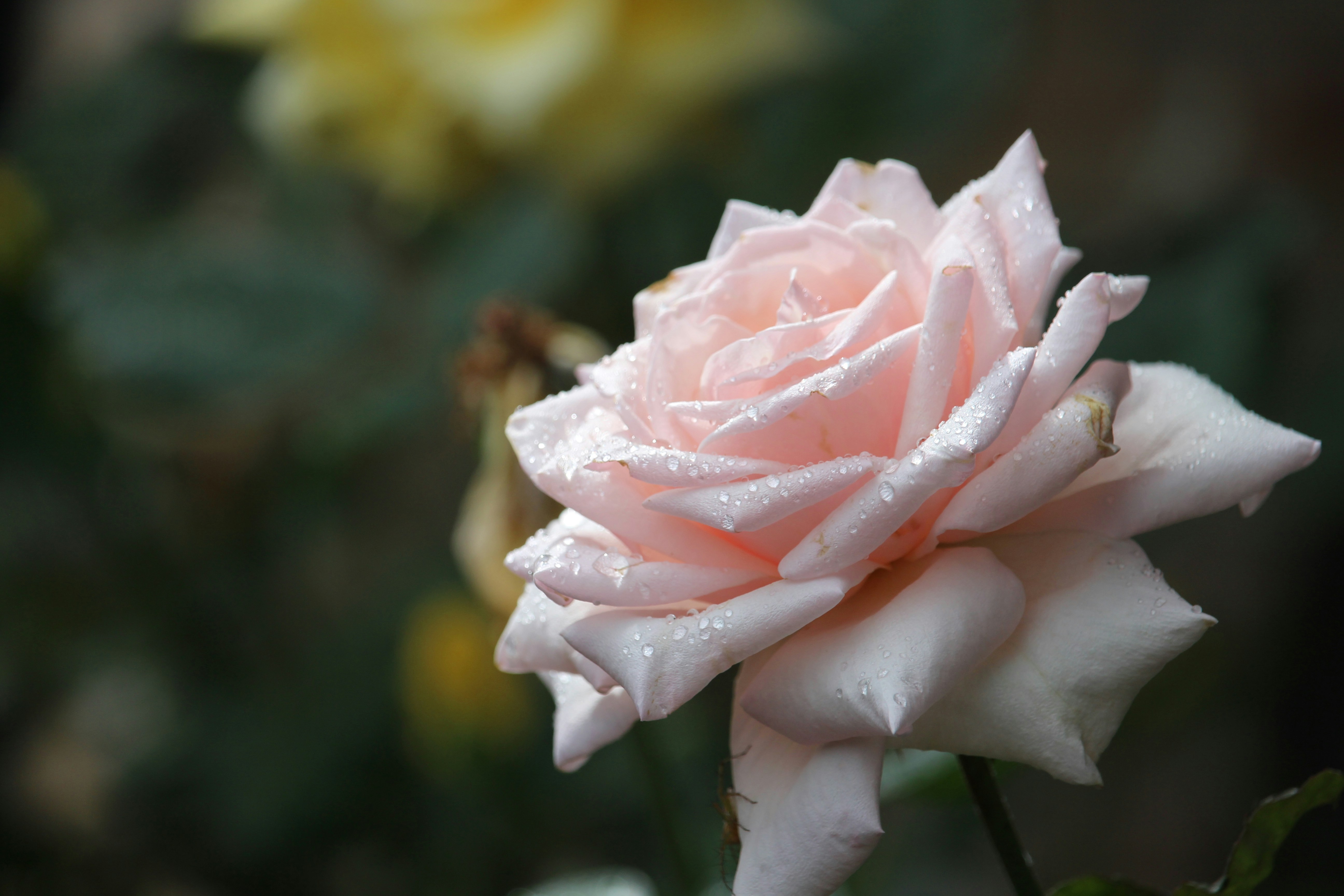 a pink rose with water droplets on it