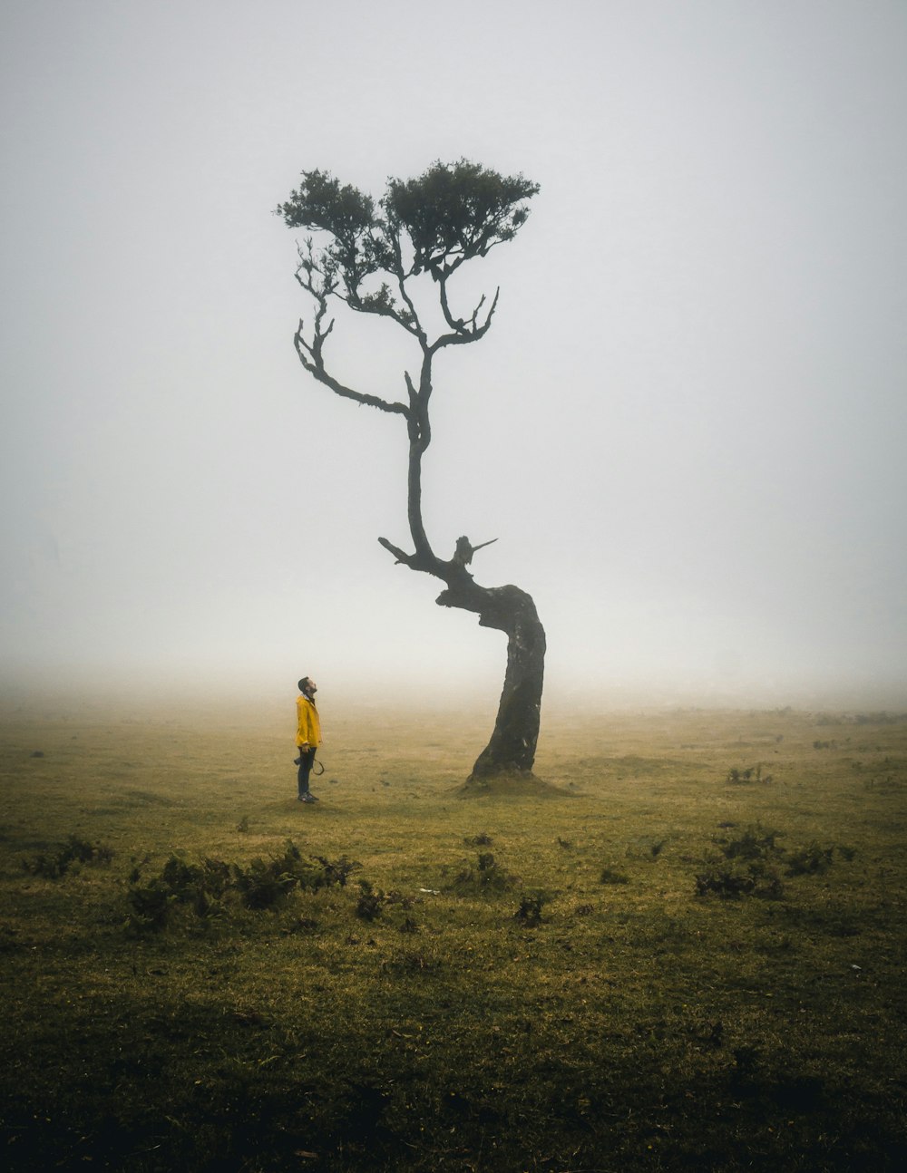 Eine Person, die auf einem Feld neben einem Baum steht