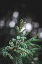 a close up of a pine tree branch