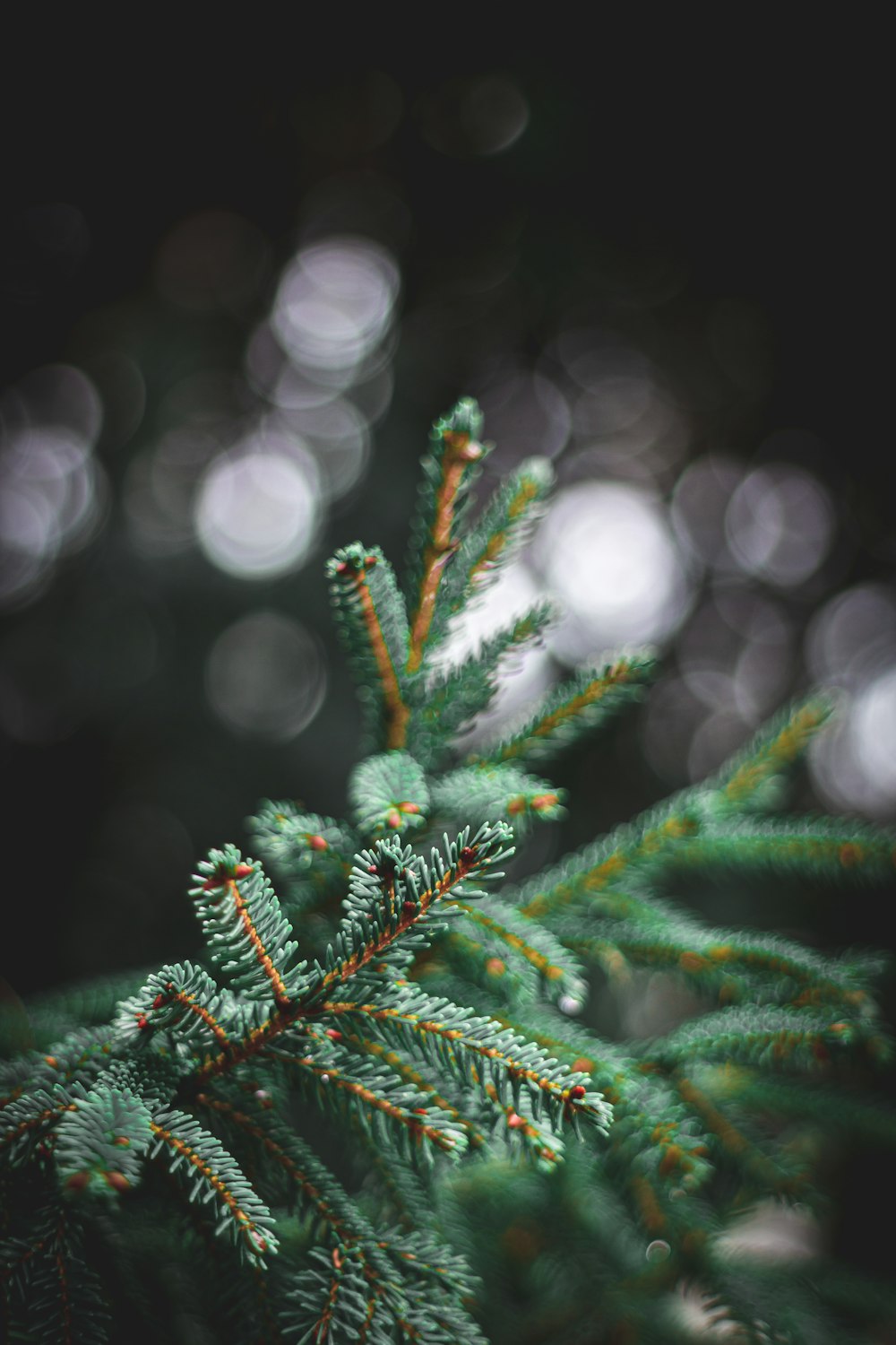 a close up of a pine tree branch