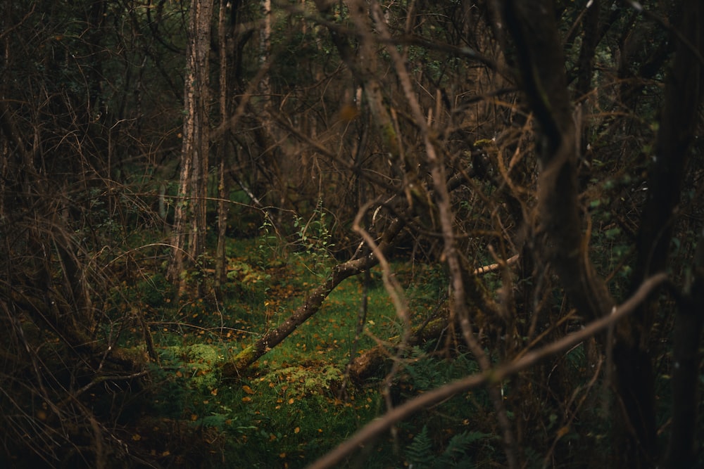 a forest filled with lots of trees and grass