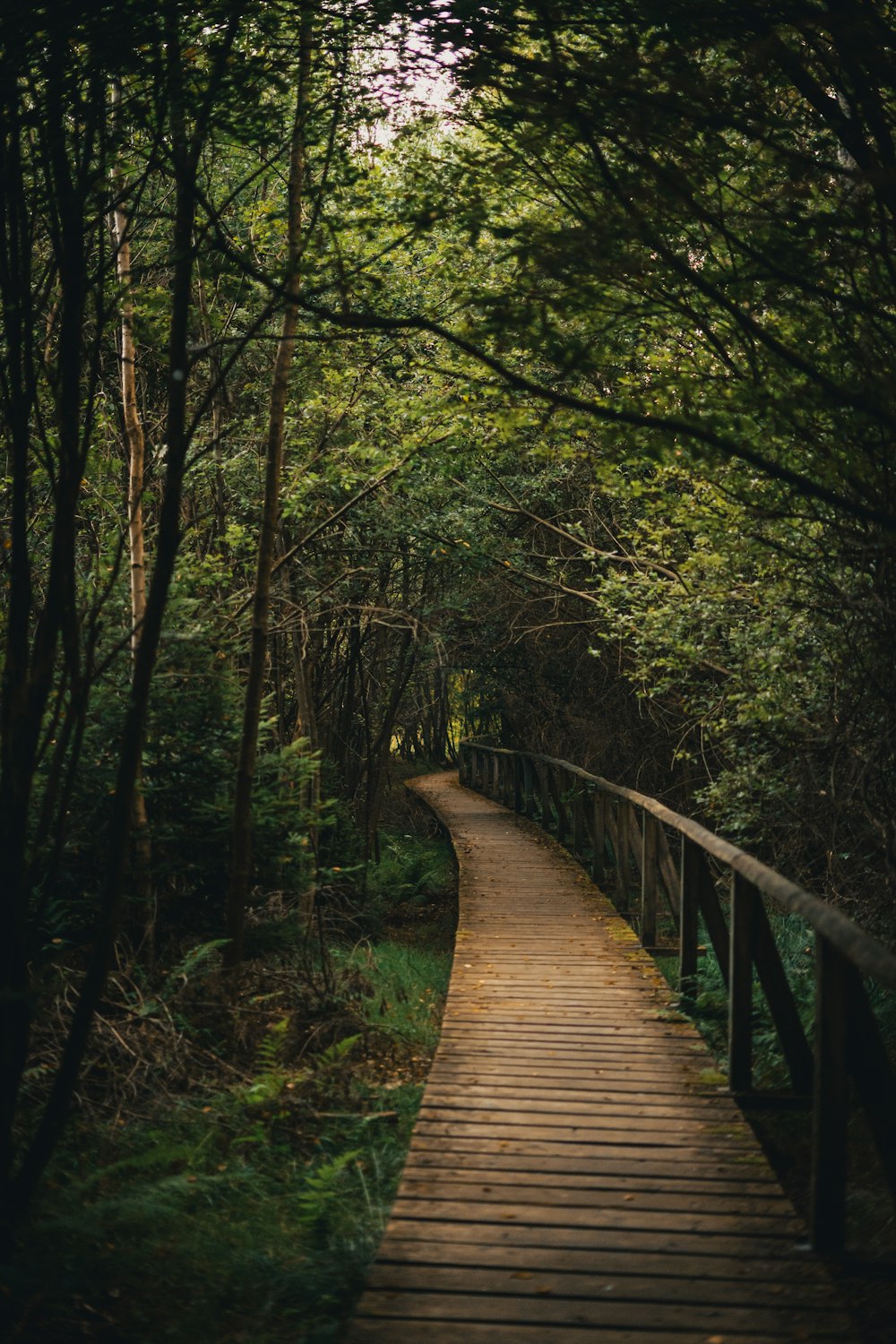 a wooden path through a forest with lots of trees