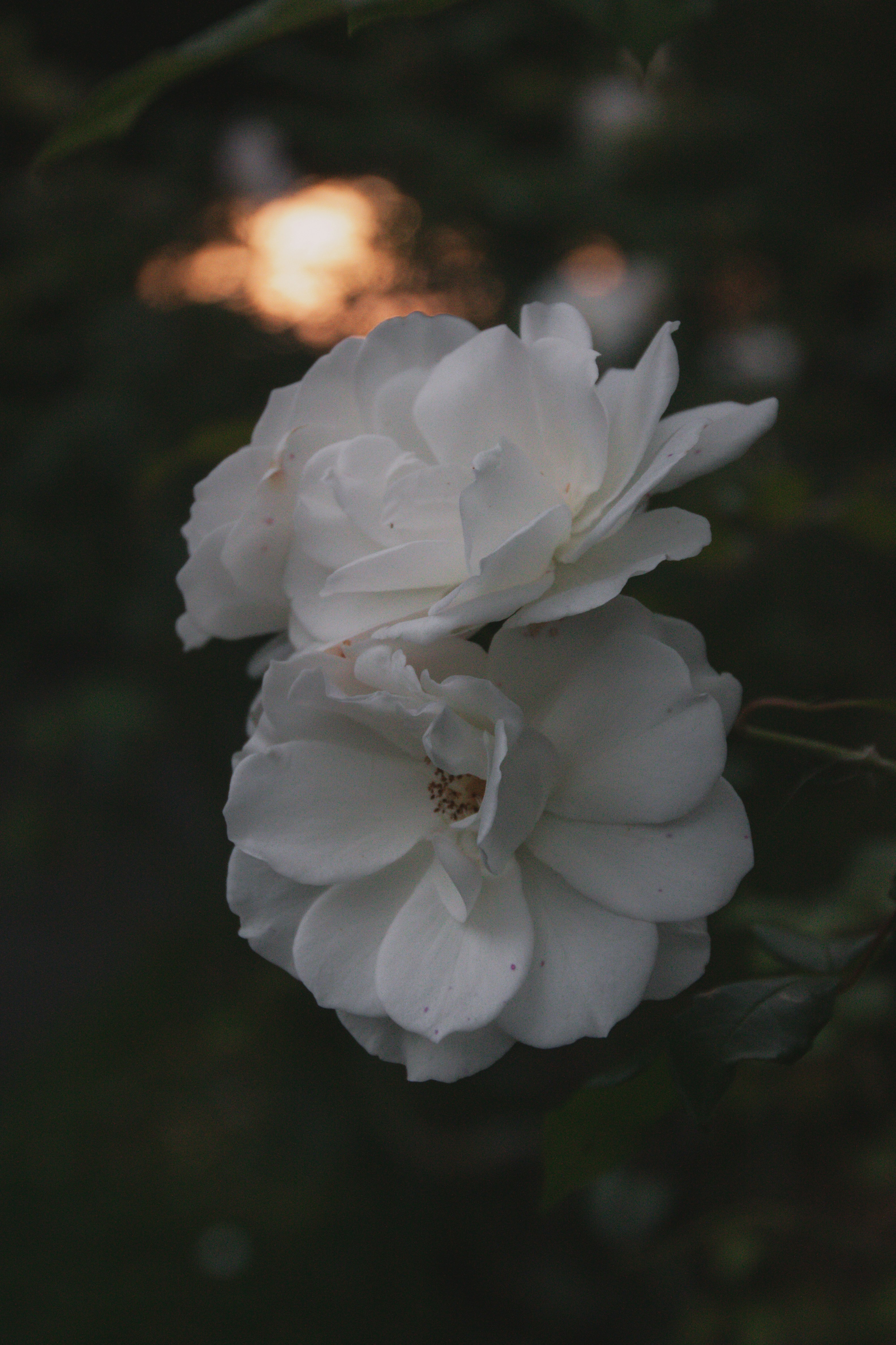 Photo by emilywilliams_photog