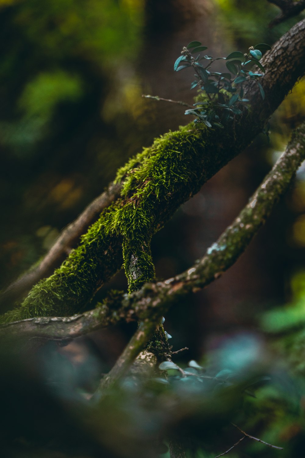 a mossy tree branch in the woods