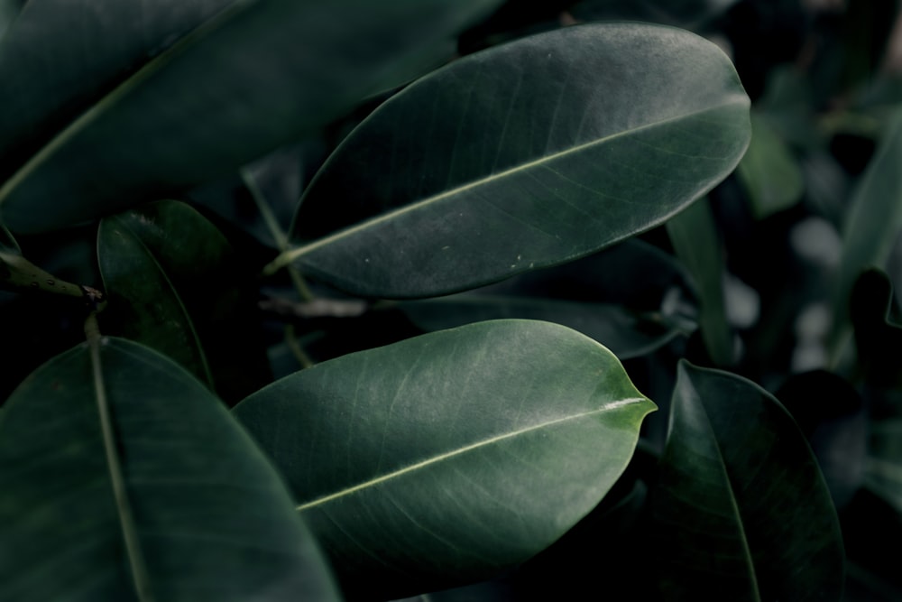 a close up of a green leafy plant