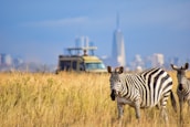a couple of zebra standing on top of a dry grass field