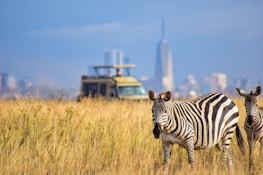 a couple of zebra standing on top of a dry grass field
