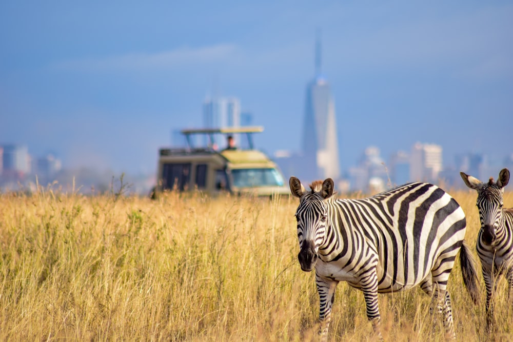 a couple of zebra standing on top of a dry grass field