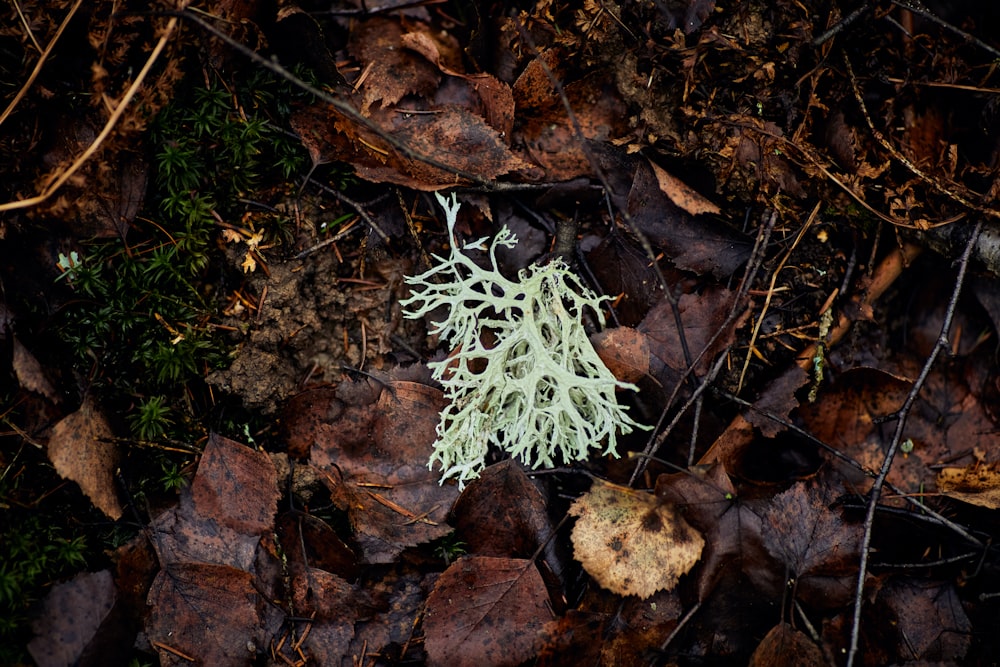 a small white plant sitting on top of leaves