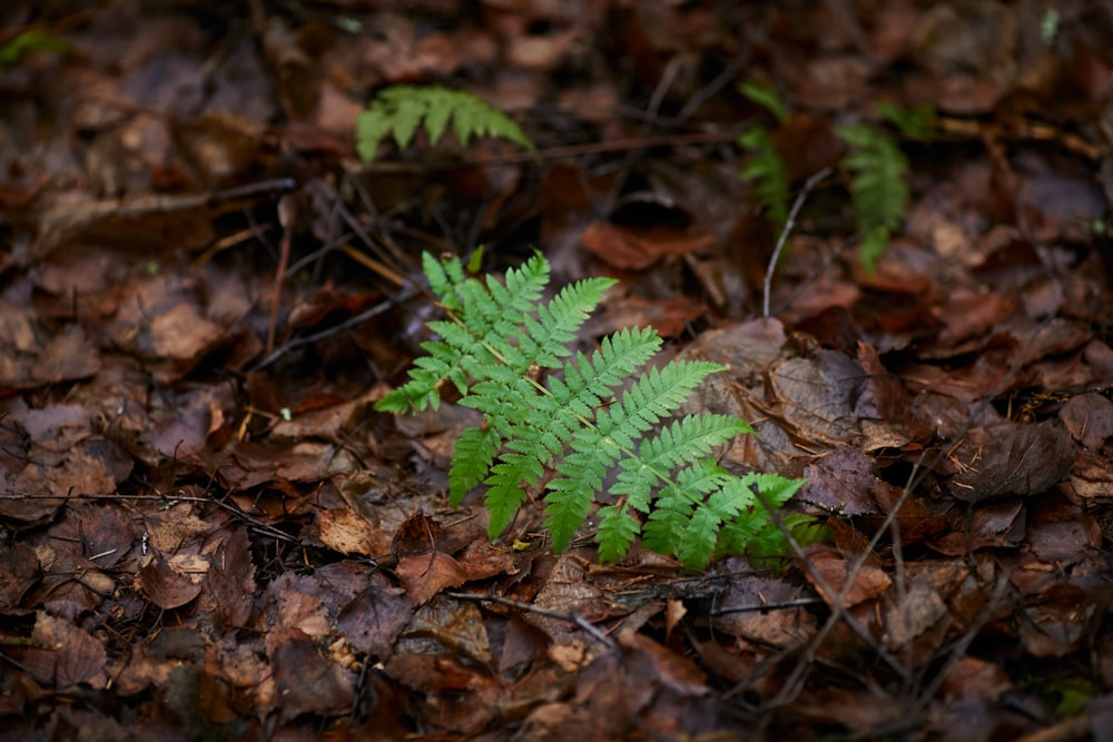 a small green plant sitting on top of leaf covered ground