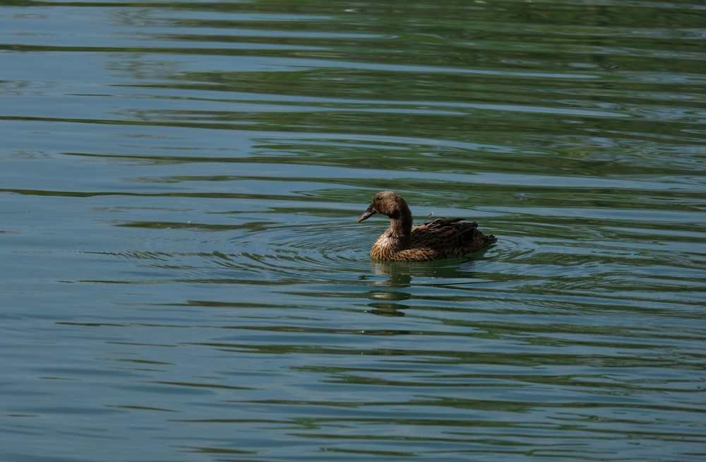 a duck is swimming in the water