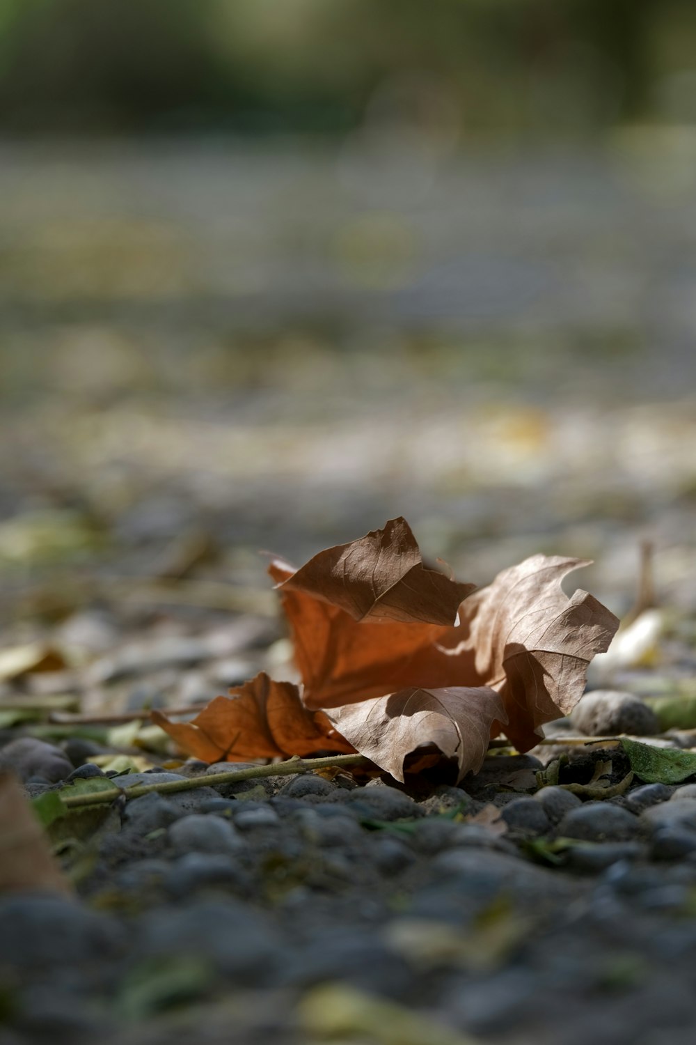 a leaf laying on the ground in a park