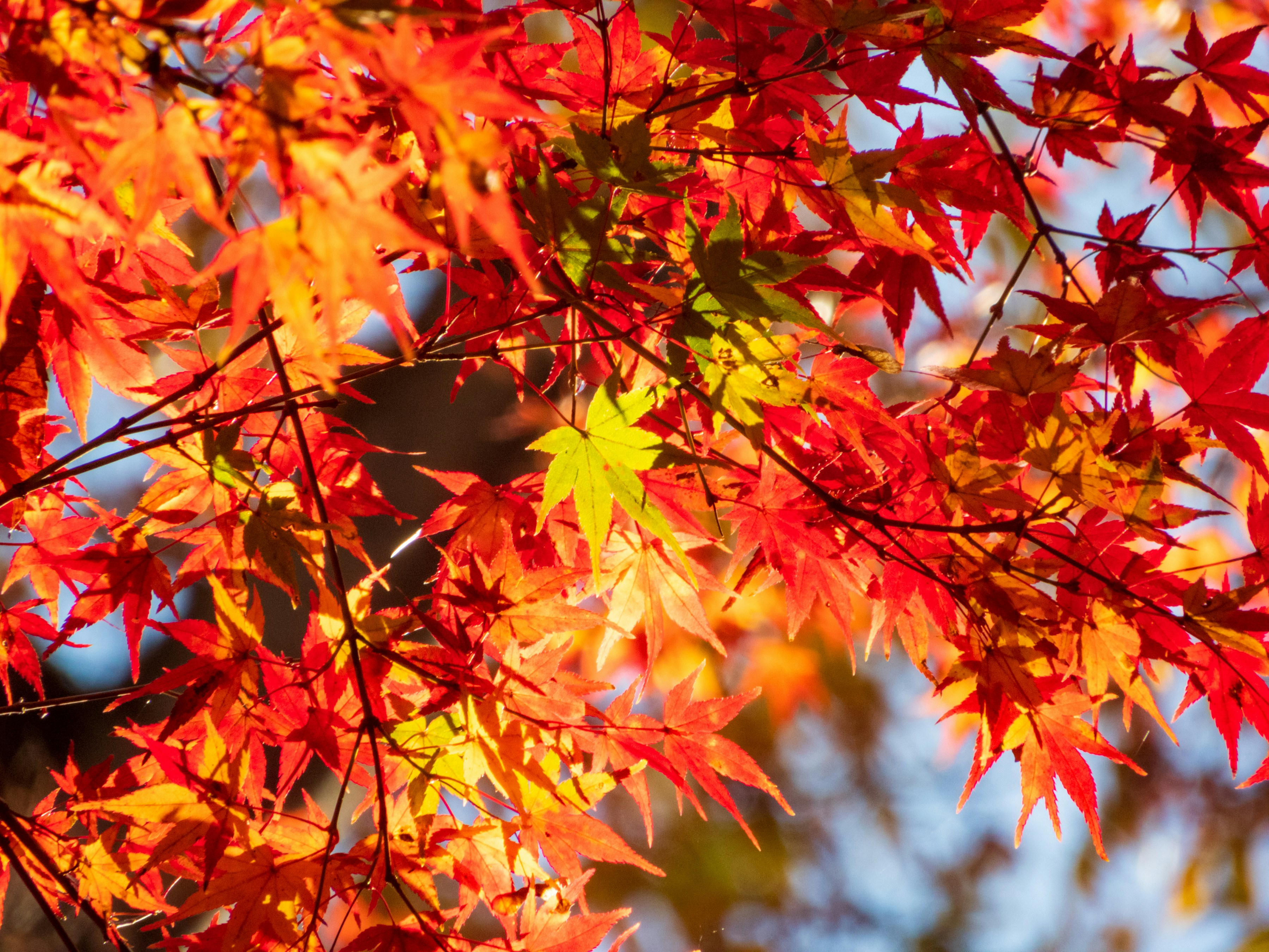 Photo by heppoko_yama