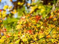 Maple leaves gently falling on a clear blue Canadian sky background.