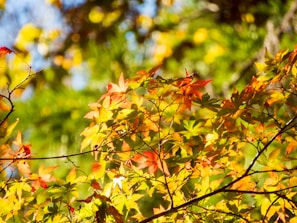 Golden maple leaves overlaying a graph showing rising website traffic.