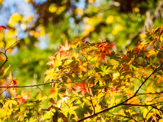 Maple leaves gently falling on a clear blue Canadian sky background.