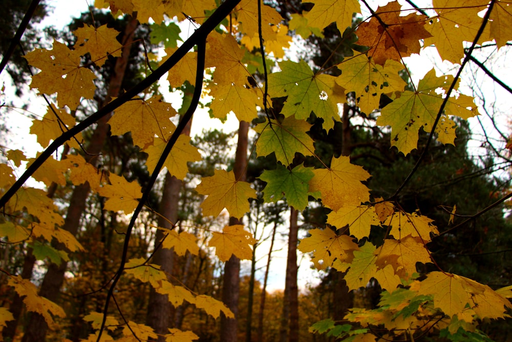 a bunch of leaves that are on a tree