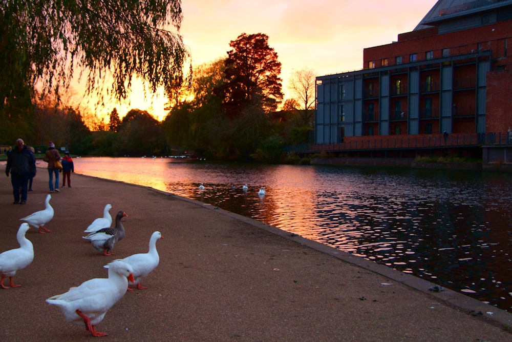 a group of ducks walking along a sidewalk next to a body of water