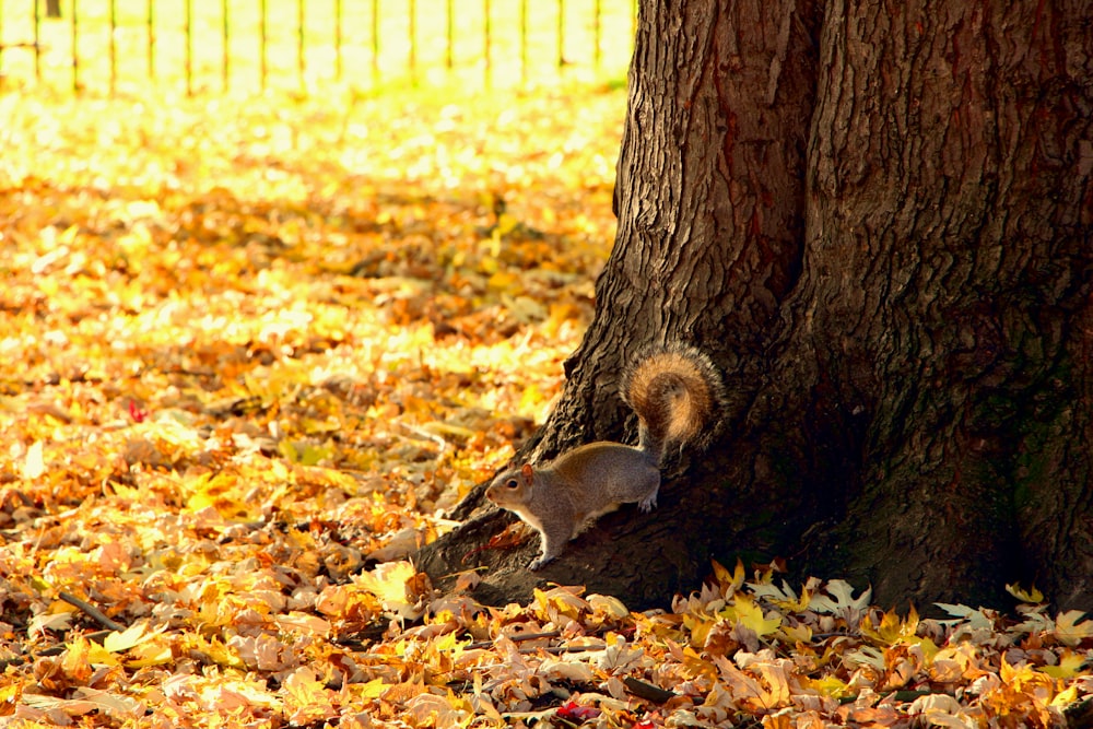 a squirrel is hiding under a tree in the leaves