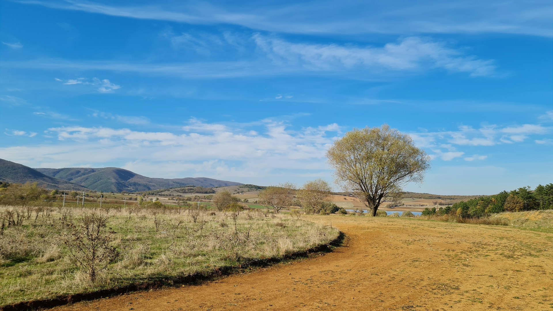 a dirt road with a tree on the side of it