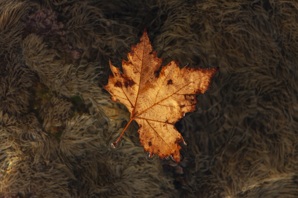 a leaf that is laying on the ground