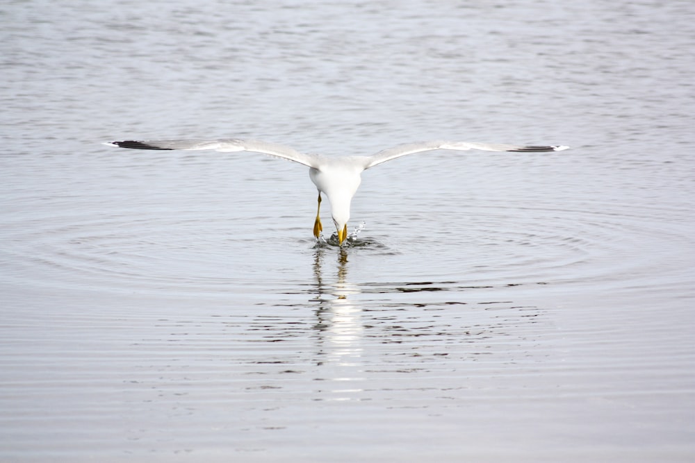 a large white bird flying over a body of water