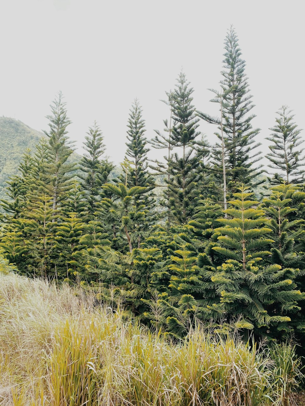 a row of pine trees in a field