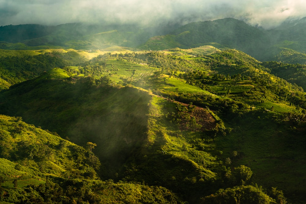 a lush green hillside covered in lots of trees