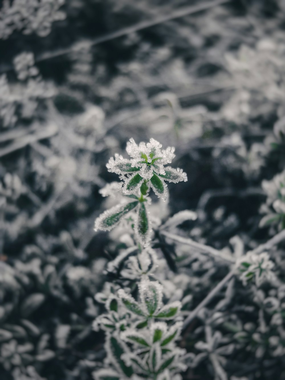 a close up of a plant with frost on it