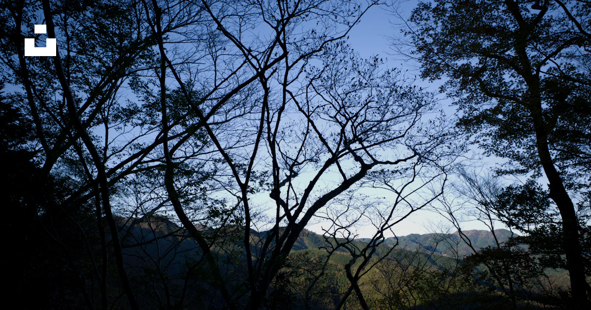 Tree From Distance A view of trees and mountains from a distance photo – Free Vegetation ...