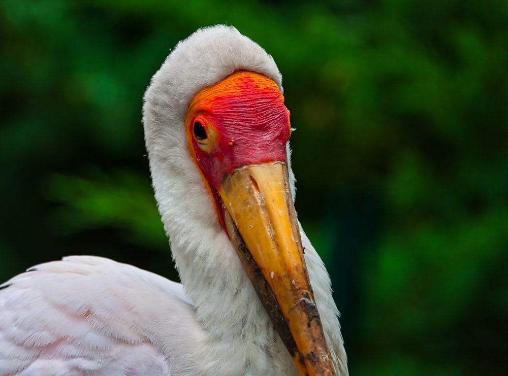 a close up of a bird with a long beak