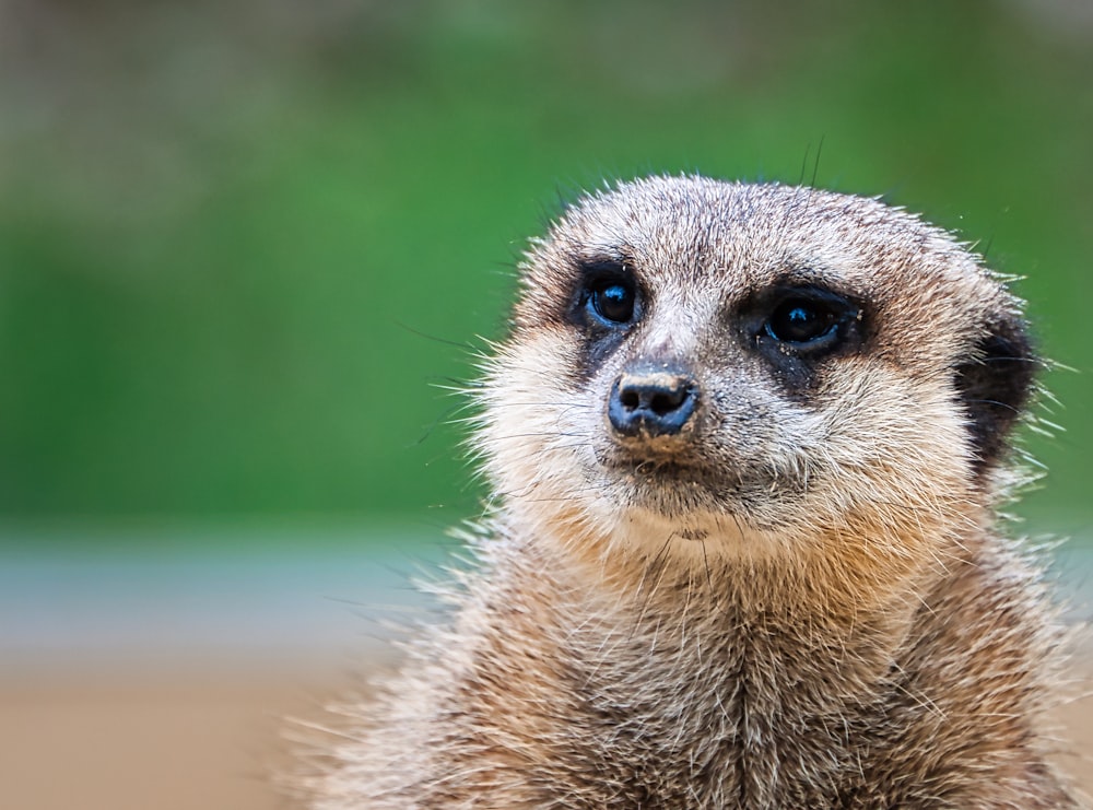 a close up of a meerkat looking at the camera