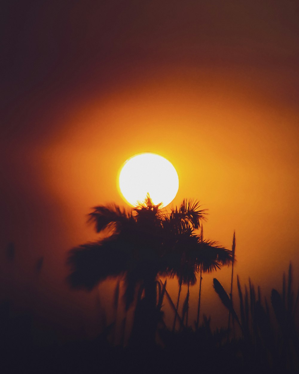 the sun is setting behind a palm tree