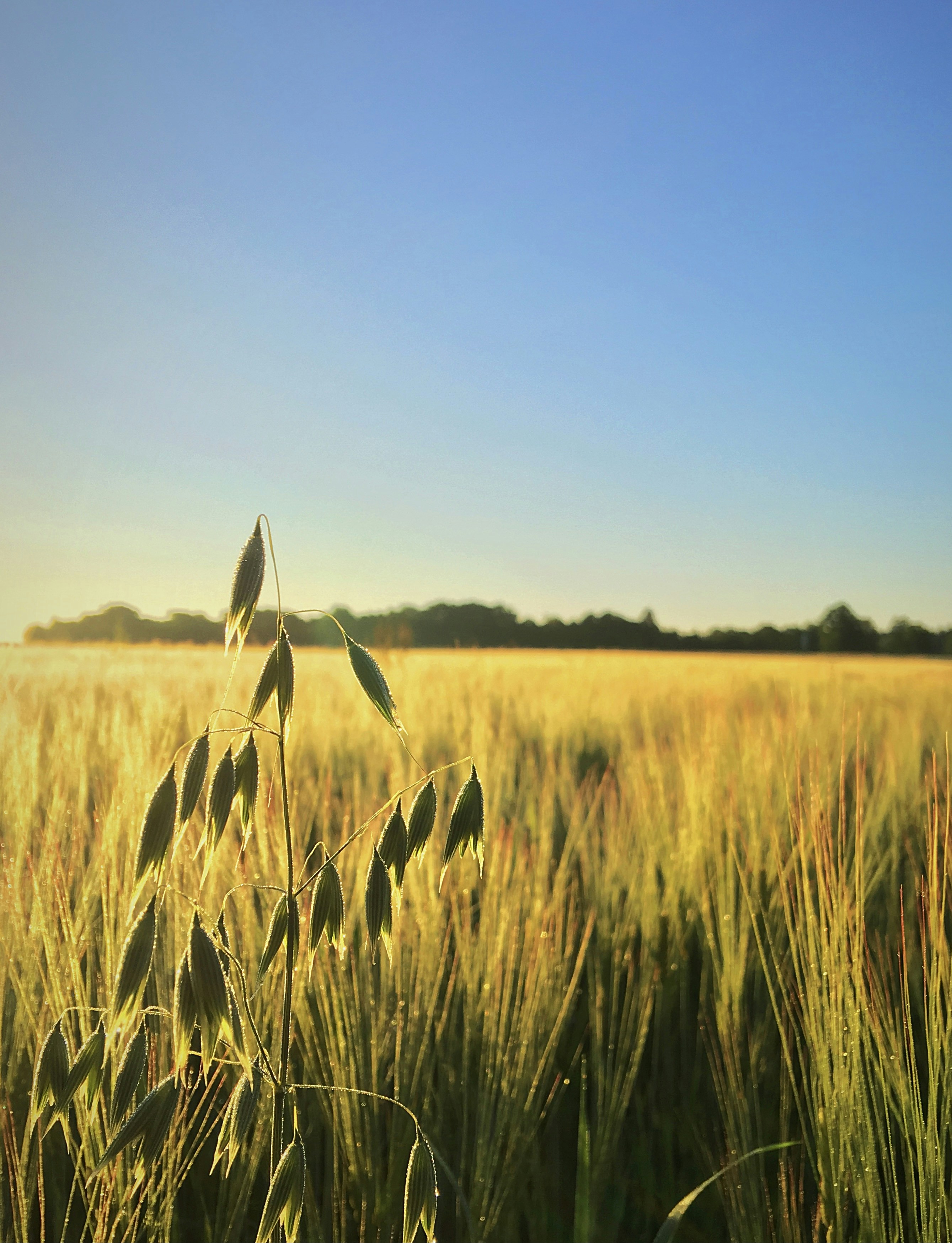 Photo by niklasjonasson