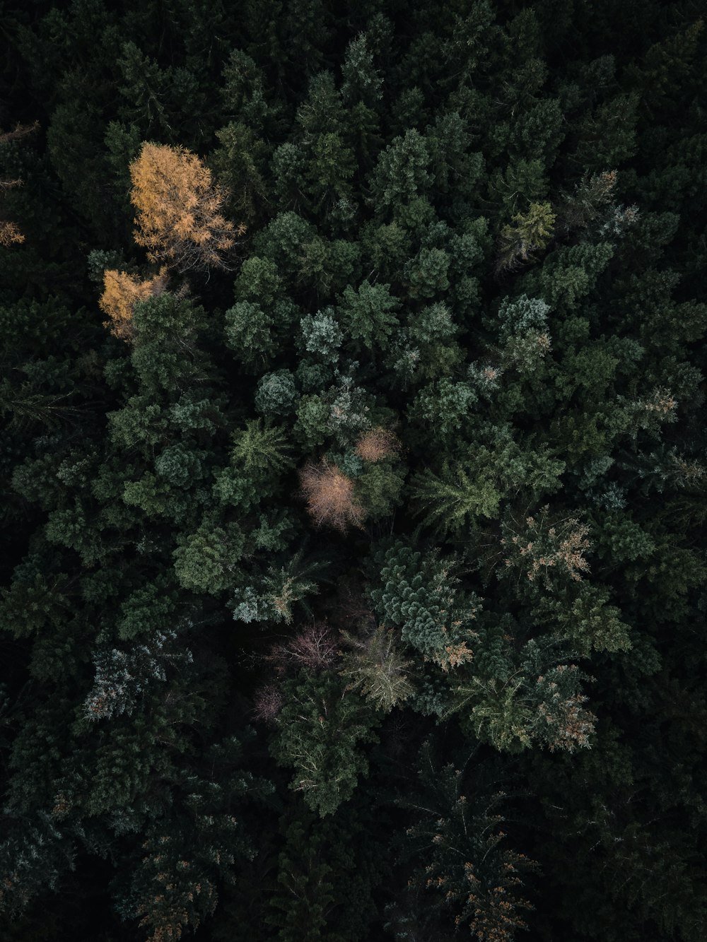 an aerial view of a forest with lots of trees