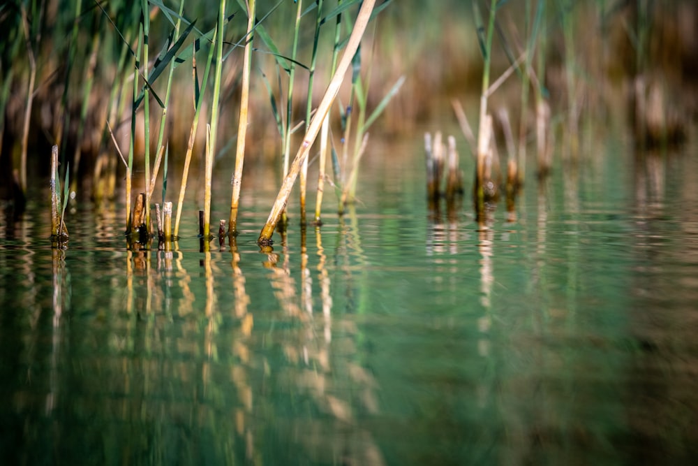 a body of water with reeds growing out of it
