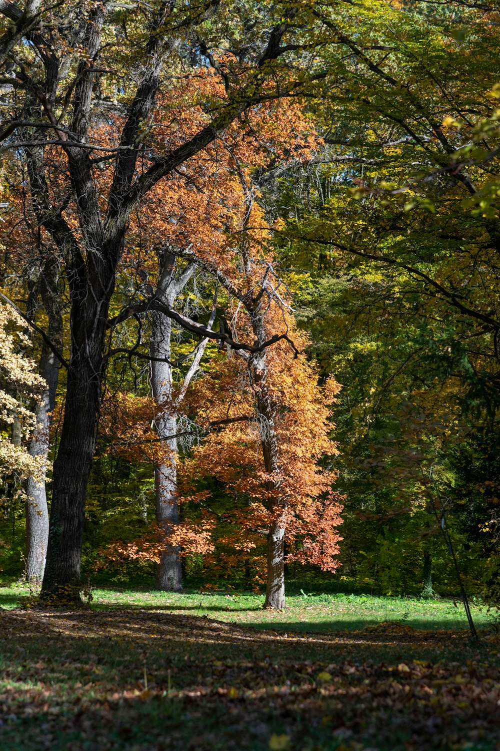 a group of trees that are in the grass