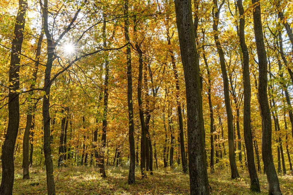 a forest filled with lots of trees covered in leaves