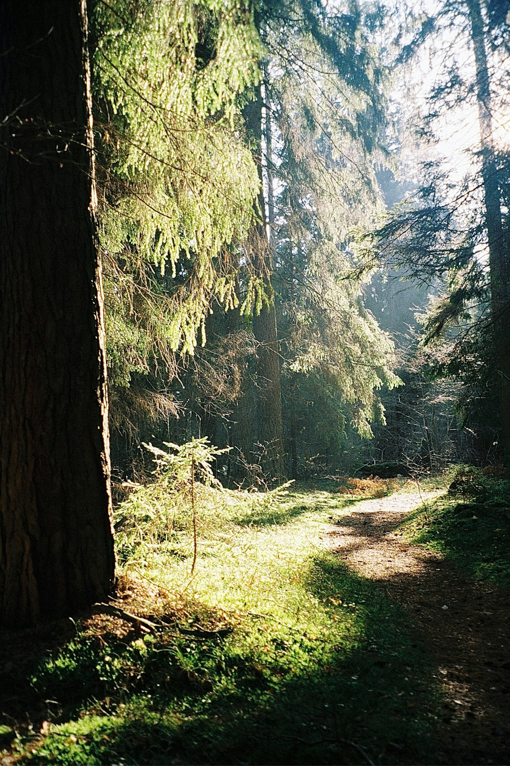 a path through a forest with lots of trees