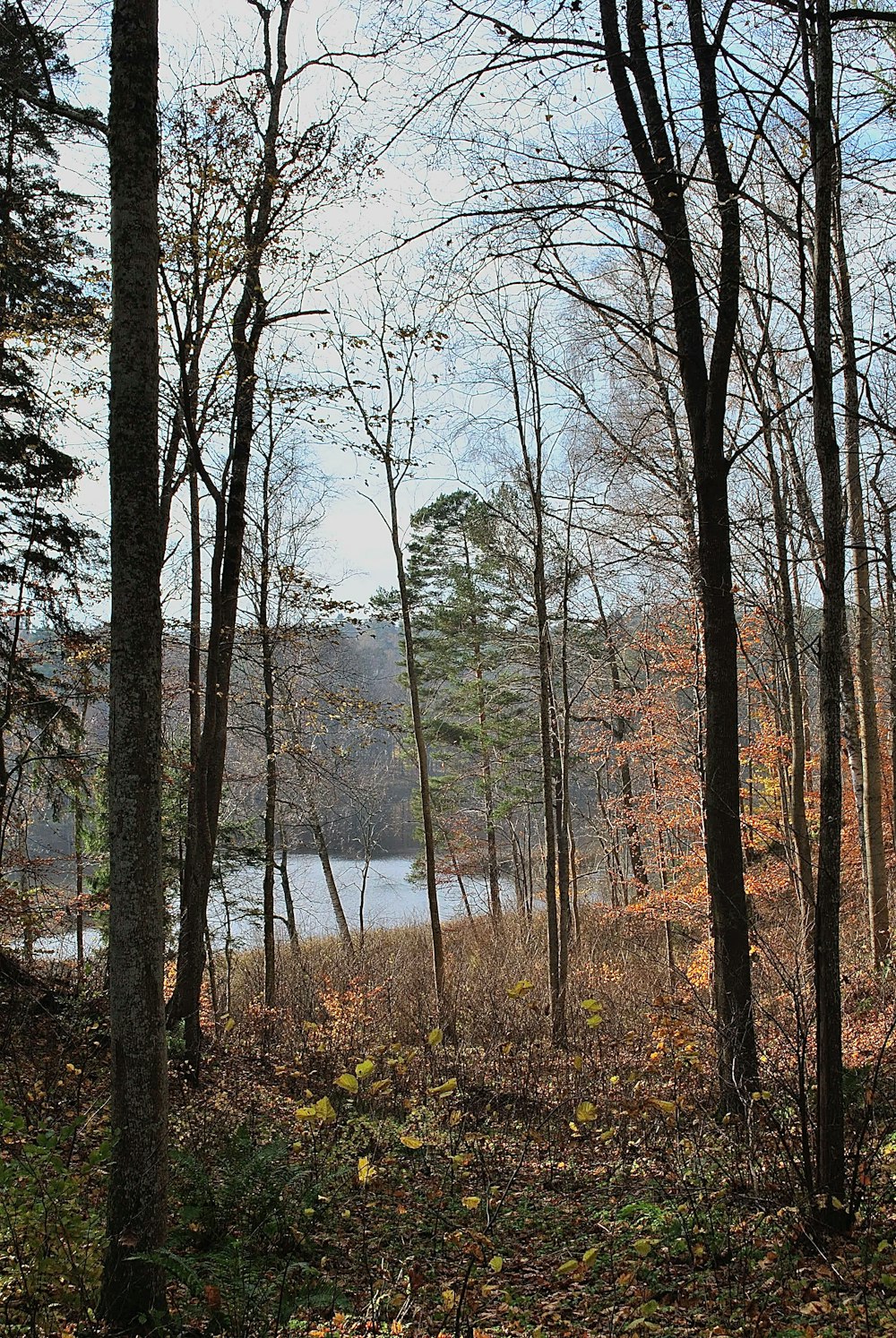 a forest filled with lots of trees next to a lake