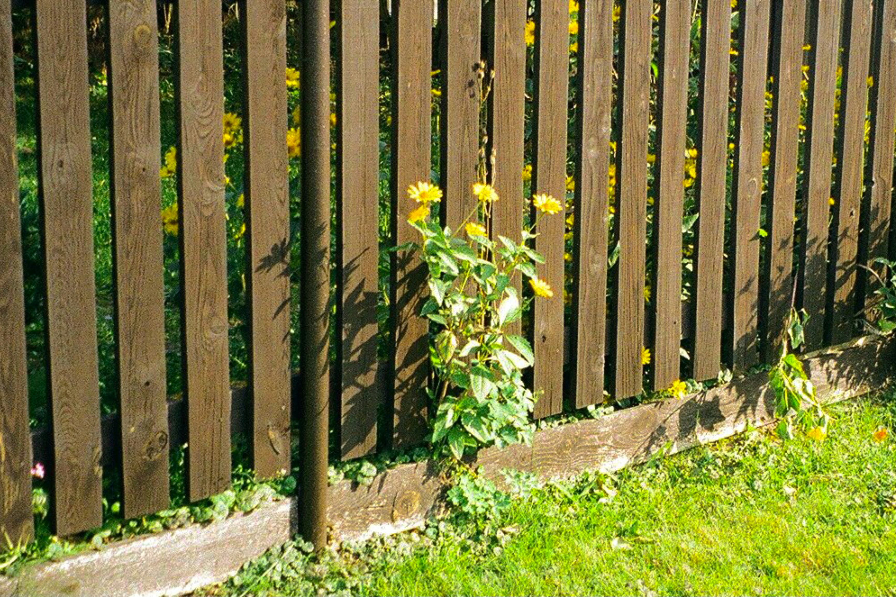 9 Fence Care Maintenance Tips for Treating Insect Damage