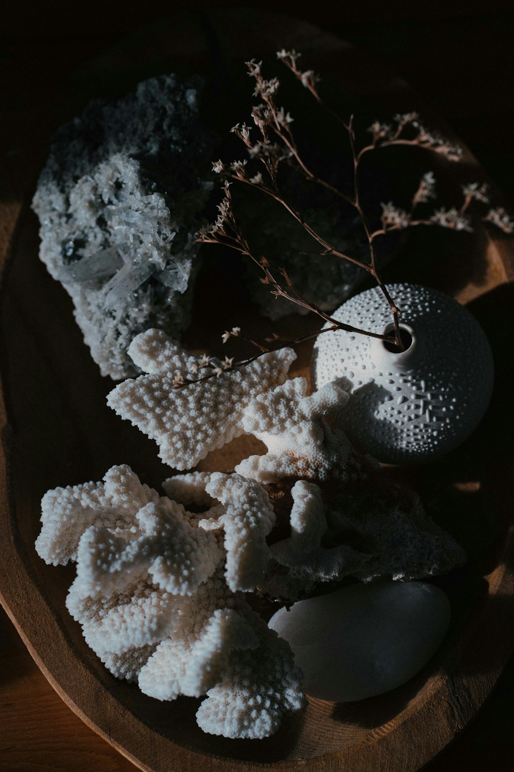 a wooden plate topped with different types of sea shells