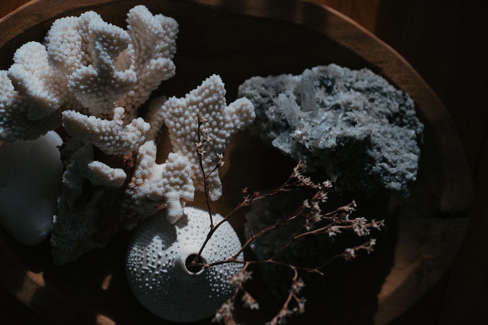 a wooden bowl filled with different types of coral