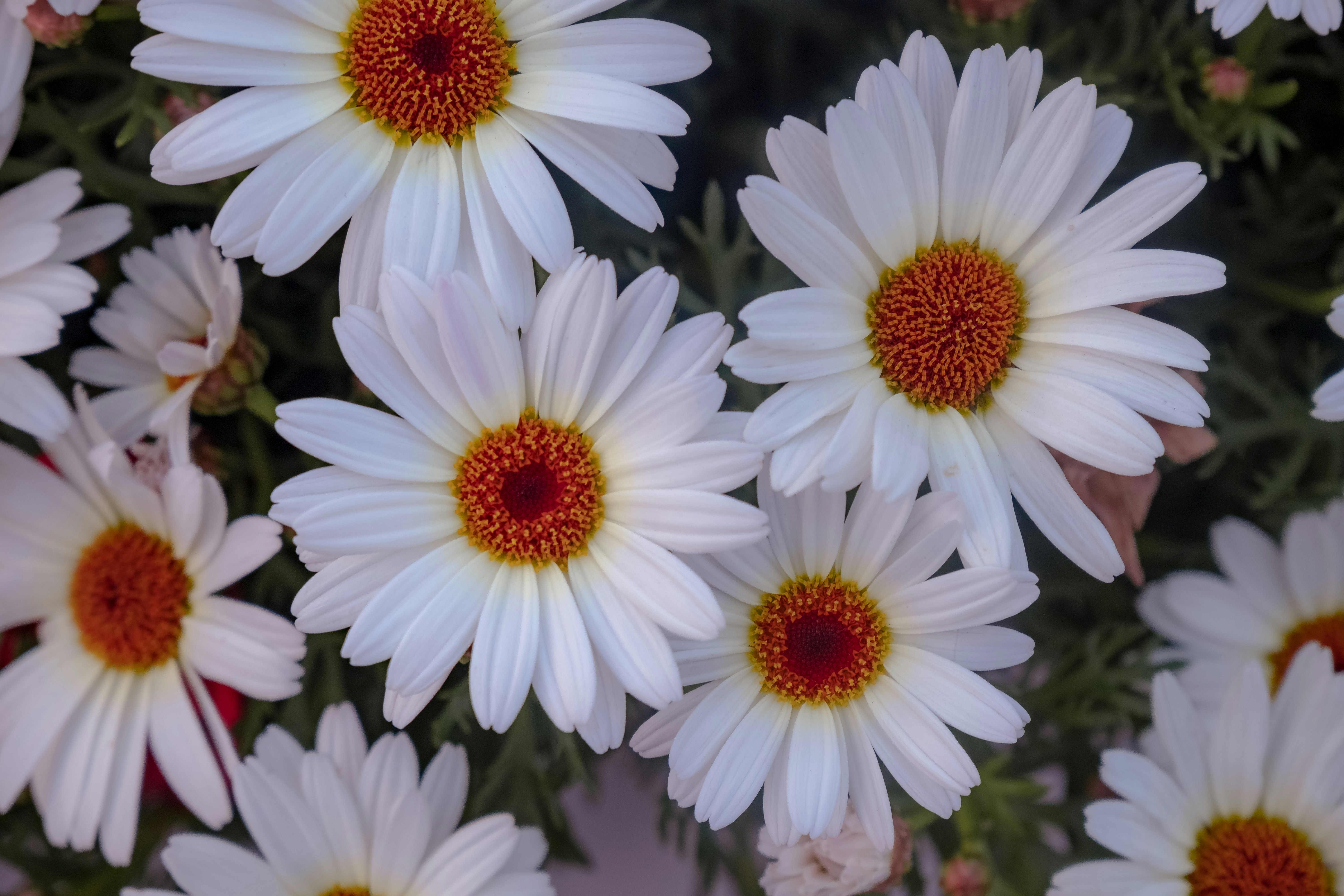 A bunch of white flowers with red centers photo Free Daisy Image on