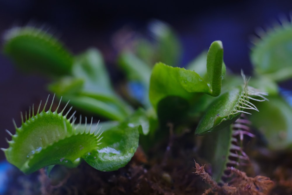 a close up of a green plant with leaves